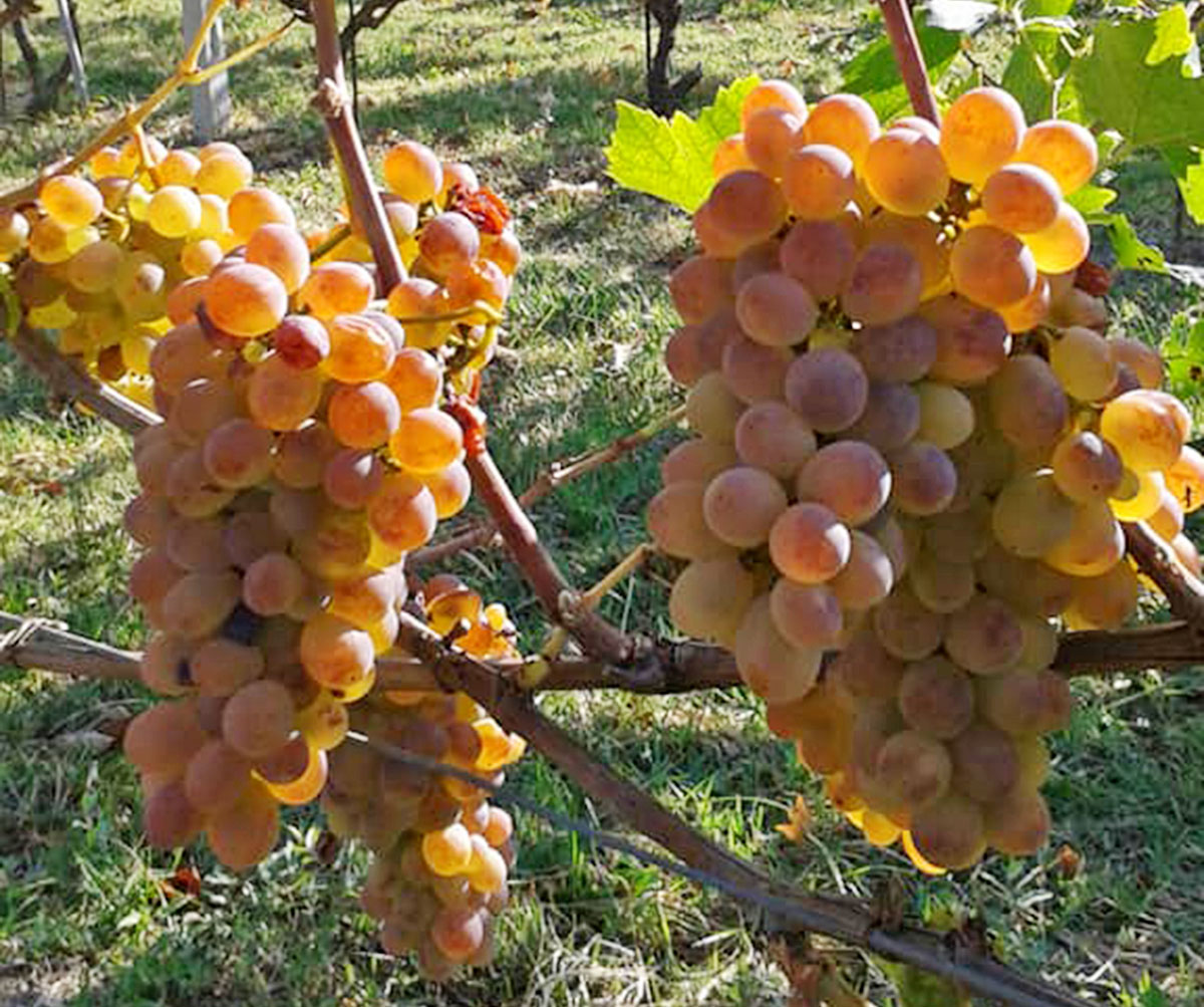 Giuliano Bosio, Vino e Olio in Valsusa